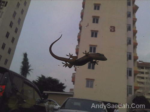 gecko